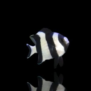 Dascyllus melanurus – Damigella coda nera | Marin Life