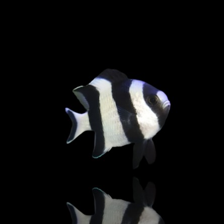 Dascyllus melanurus – Damigella coda nera | Marin Life