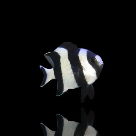 Dascyllus melanurus – Damigella coda nera | Marin Life
