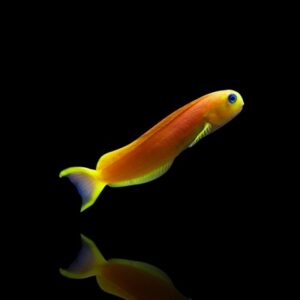 Ecsenius midas – Midas Blenny | Marin Life