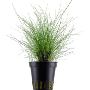 Aquaflora Eleocharis parvula – Pianta acquario