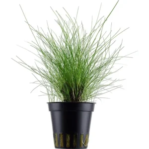 Aquaflora Eleocharis parvula – Pianta acquario