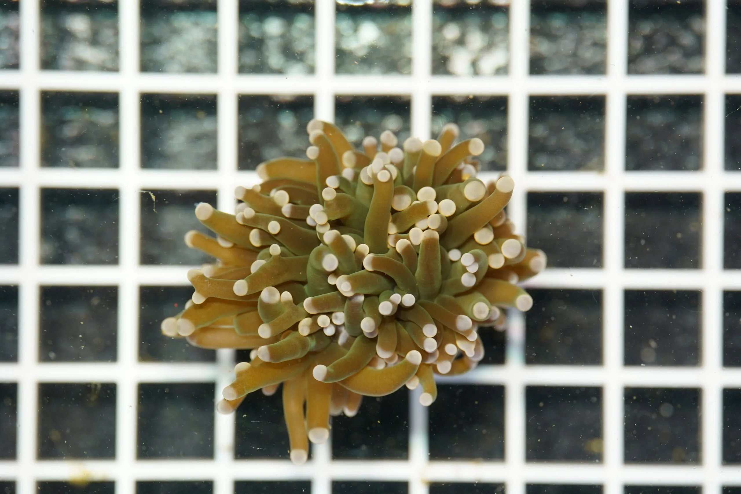 Euphyllia glabrescens Cotton Candy 1 Calice WYSIWYG2 – Corallo LPS - immagine 2