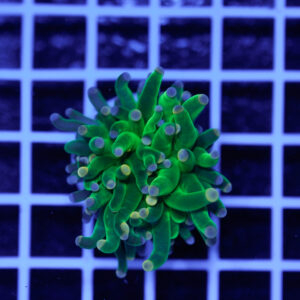 Euphyllia glabrescens Cotton Candy 1 Calice WYSIWYG1 – Corallo LPS