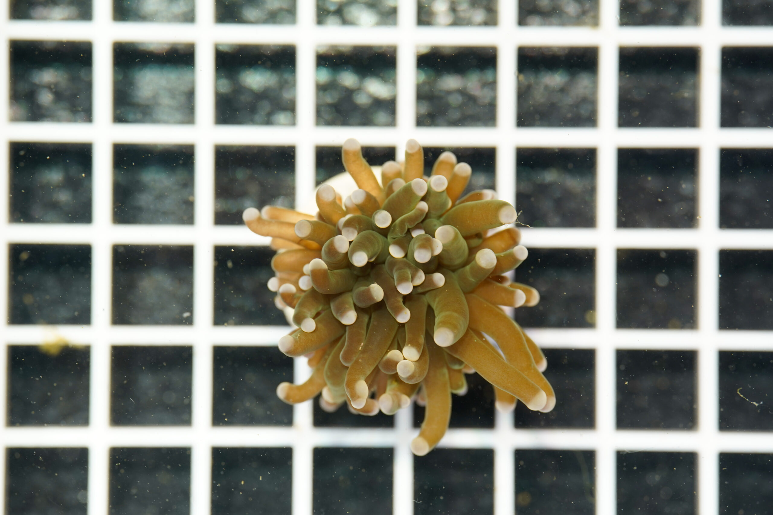 Euphyllia glabrescens Cotton Candy 1 Calice WYSIWYG1 – Corallo LPS - immagine 2