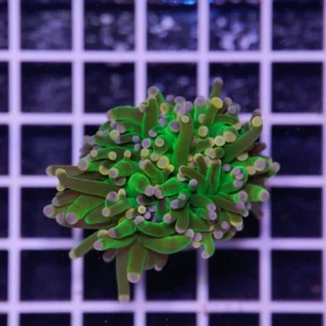 Euphyllia glabrescens Cotton Candy 1 Calice WYSIWYG2 – Corallo LPS