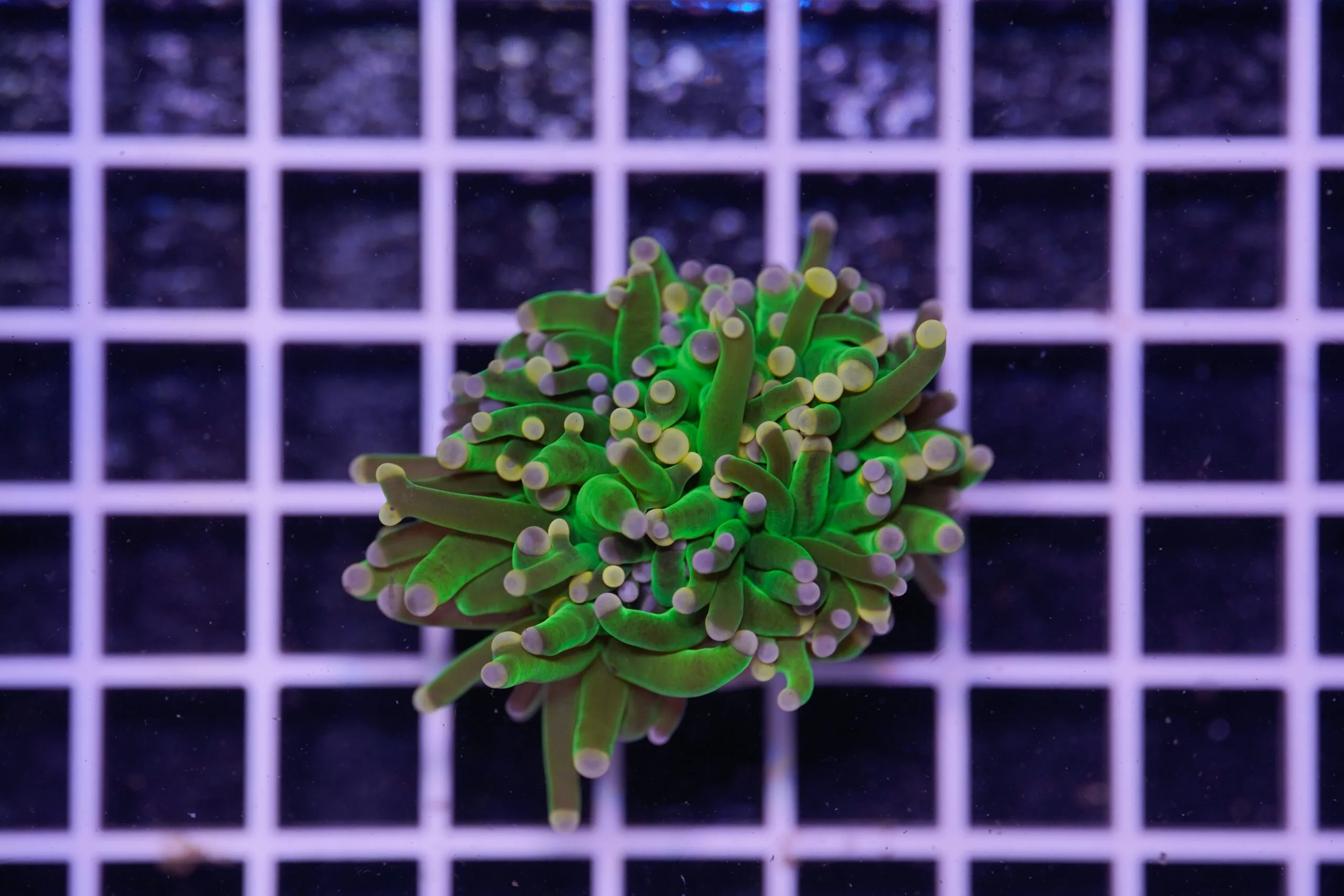 Euphyllia glabrescens Cotton Candy 1 Calice WYSIWYG2 – Corallo LPS