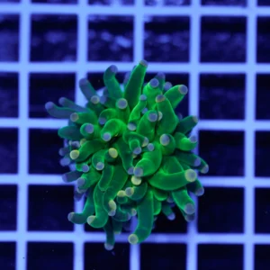 Euphyllia glabrescens Cotton Candy 1 Calice WYSIWYG1 – Corallo LPS