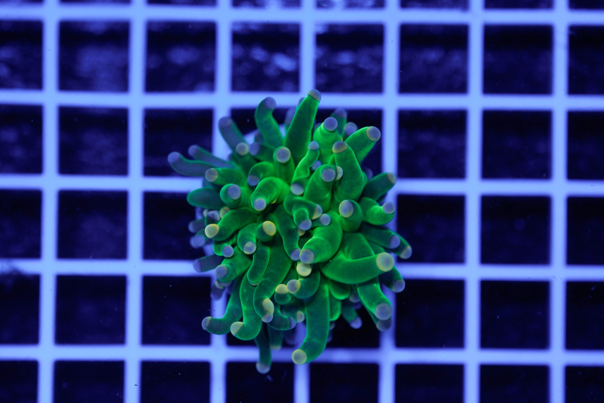 Euphyllia glabrescens Cotton Candy 1 Calice WYSIWYG1 – Corallo LPS