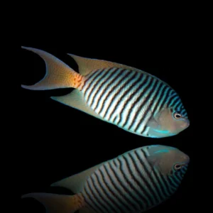 Genicanthus melanospilos Maschio – Pesce angelo coda di rondine | Marin Life