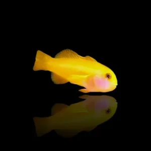 Gobidi