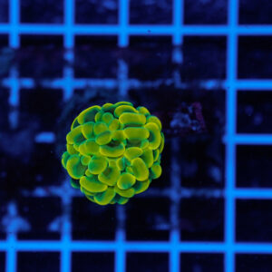 Euphyllia paraancora Gold Venus 1 Calice WYSIWYG – Corallo LPS