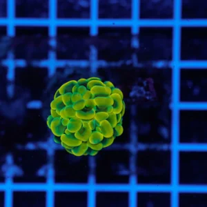 Euphyllia paraancora Gold 1 Calice – Corallo LPS