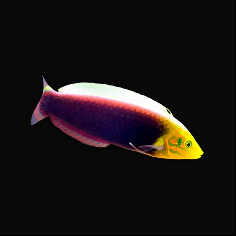Halichoeres iridis – Radiant Wrasse | Marin Life