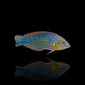 Halichoeres melanurus – Melanurus Wrasse | Marin Life