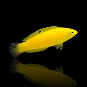 Halichoeres chrysus – Labride giallo (Yellow Wrasse) | Marin Life