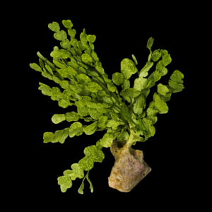 Alga Cactus su Roccia Halimeda – Macroalga marina decorativa per acquario reef