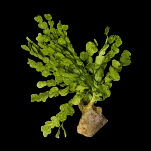Alga Cactus su Roccia Halimeda – Macroalga marina decorativa per acquario reef