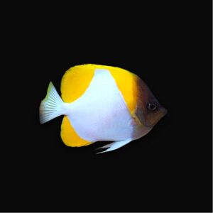 Hemitaurichthys polylepis – Pyramid Butterflyfish | Marin Life