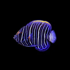 Pomacanthus xanthometopon Juvenile – Pesce angelo faccia blu | Marin Life