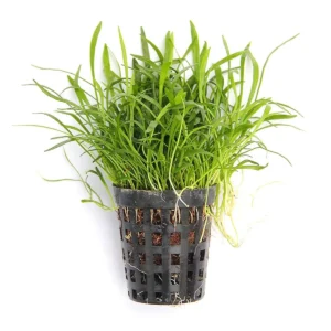 Aquaflora Lilaeopsis novae-zelandiae – Pianta acquario