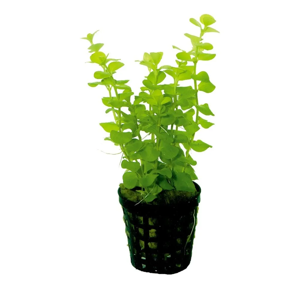 Aquaflora Lysimachia nummularia – Pianta acquario