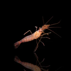 Lysmata Wurdemanni – Gambero mangia Aiptasia per acquario reef | Marin Life