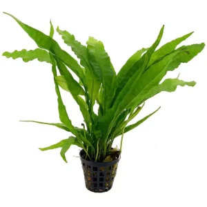 Aquaflora Microsorum pteropus – Pianta acquario