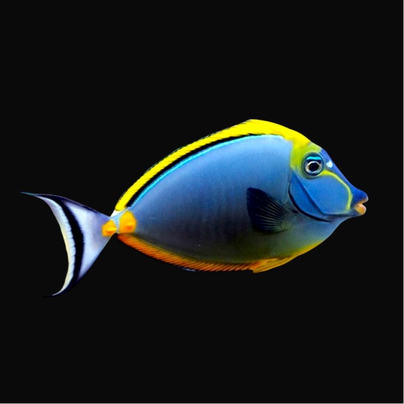 Naso elegans – Pesce chirurgo lipstick | Marin Life