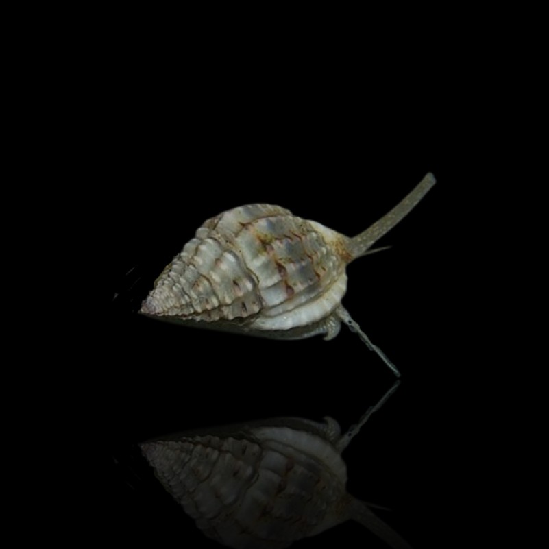 Nassarius Vibex – Lumaca detritivora per acquario marino | Marin Life