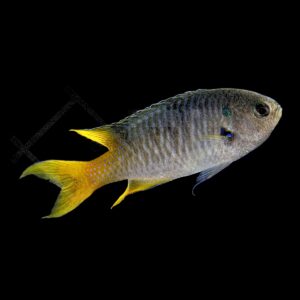 Neopomacentrus nemurus – Damigella blu e gialla | Marin Life