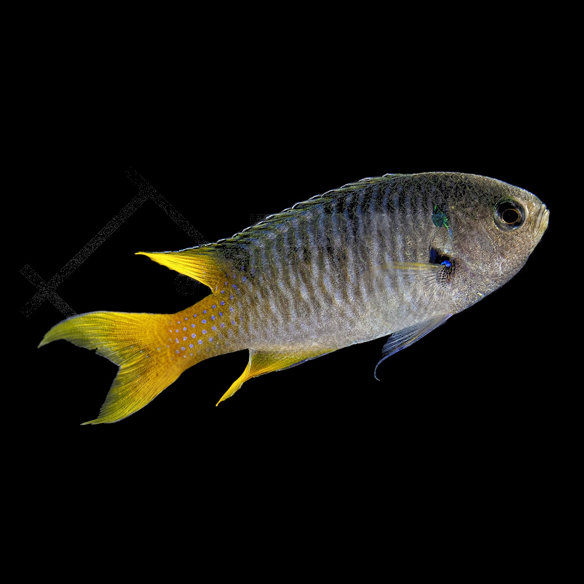 Neopomacentrus nemurus – Damigella blu e gialla | Marin Life