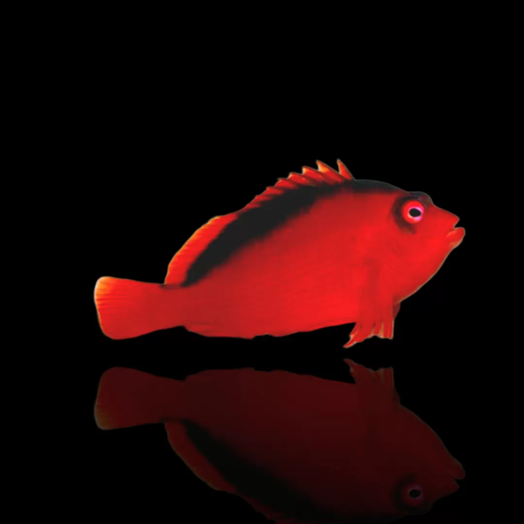 Neocirrhites armatus – Pesce falco fiamma | Marin Life