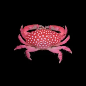 Neoliomera Pubescens – Strawberry Crab per acquario marino | Marin Life