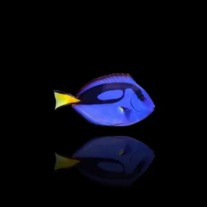 Paracanthurus hepatus – Pesce chirurgo blu | Marin Life