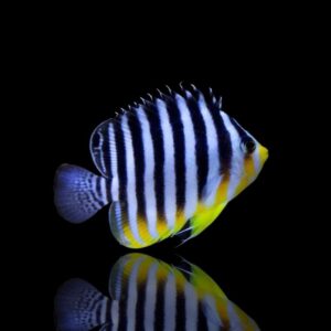 Paracentropyge multifasciata – Multibar angelfish | Marin Life