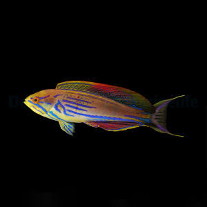 Paracheilinus hemitaeniatus coppia – Flasher Wrasse | Marin Life - immagine 2