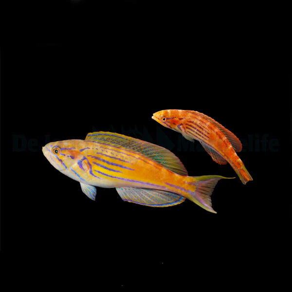 Paracheilinus hemitaeniatus coppia – Flasher Wrasse | Marin Life