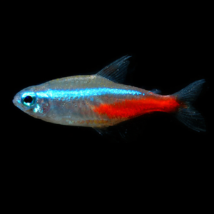 Paracheirodon innesi – Neon Tetra pesce d’acquario dolce | Marin Life