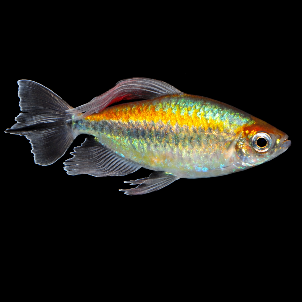 Phenacogrammus interruptus – Tetra del Congo pesce acquario dolce | Marin Life