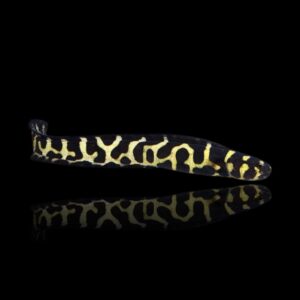 Pholidichthys leucotaenia – Pesce ingegnere | Marin Life