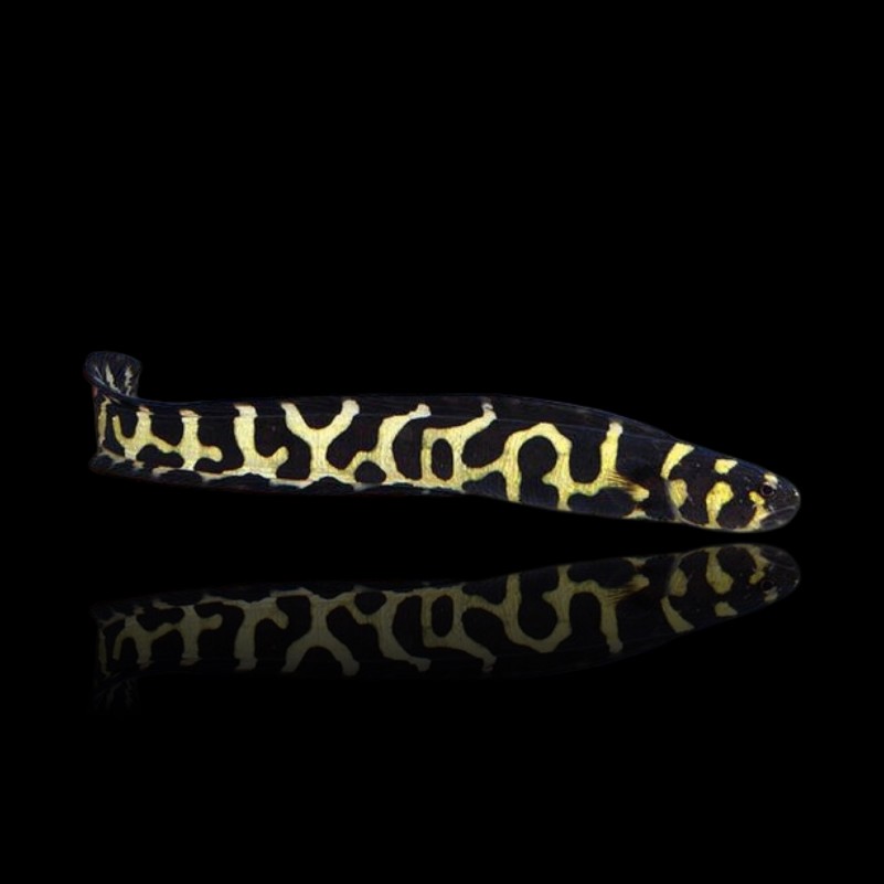 Pholidichthys leucotaenia – Pesce ingegnere | Marin Life