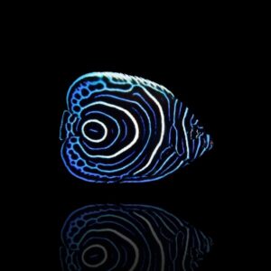 Pomacanthus imperator Juvenile – Pesce angelo imperatore | Marin Life