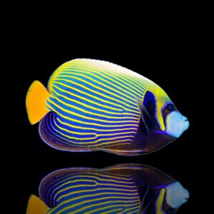 Pomacanthus imperator – Pesce angelo imperatore | Marin Life