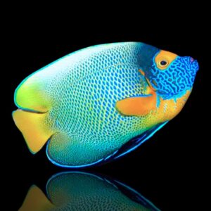 Pomacanthus xanthometopon S – Pesce angelo faccia blu | Marin Life