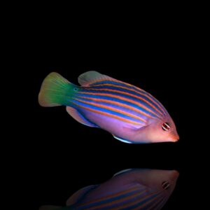 Pseudocheilinus hexataenia – Labrido sei linee | Marin Life