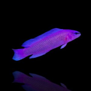 Pseudochromis fridmani – Orchid Dottyback | Marin Life