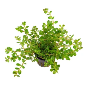 Aquaflora Rotala rotundifolia – Pianta acquario