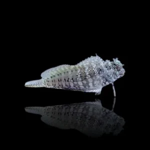 Blennidi