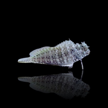 Salarias fasciatus – Blennide mangia alghe | Marin Life